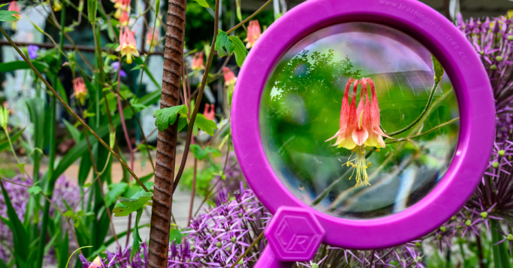 This Week at Phipps: June 2 – 8 This Week at Phipps: June 2 – 8