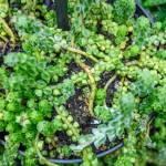 This Week at Phipps: June 22 – 28