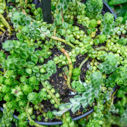 This Week at Phipps: June 22 – 28