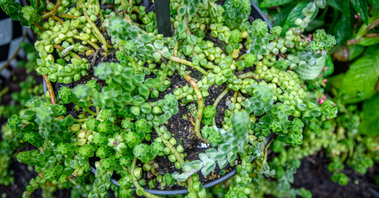 This Week at Phipps: June 22 – 28
