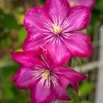 This Week at Phipps: June 23 – 29