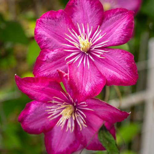 This Week at Phipps: June 23 – 29