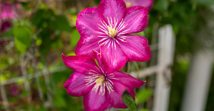 This Week at Phipps: June 23 – 29 This Week at Phipps: June 23 – 29