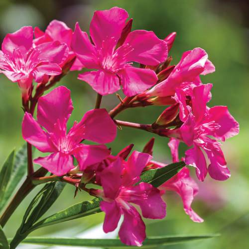 This Week at Phipps: June 24 – 30