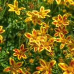 This Week at Phipps: June 29 – July 5