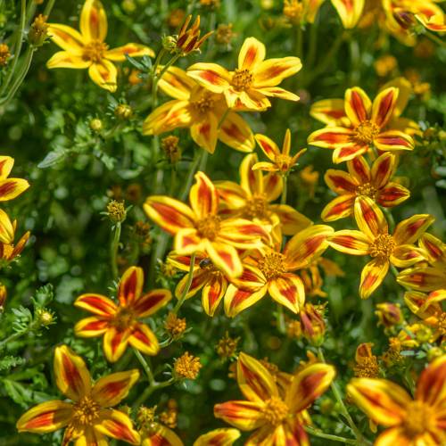 This Week at Phipps: June 29 – July 5