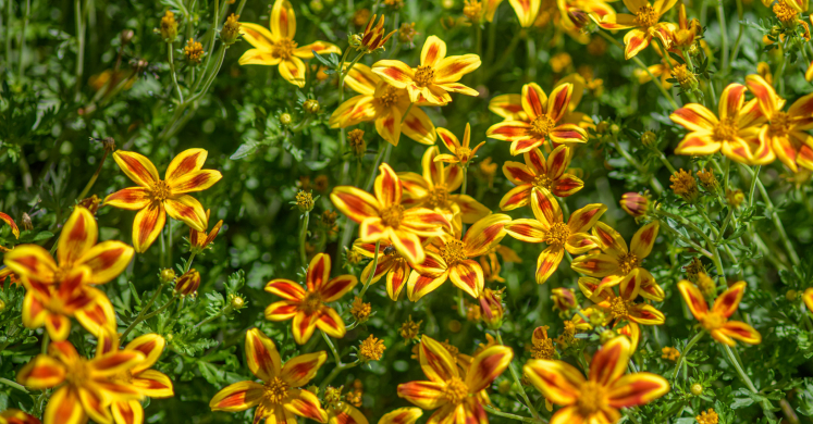 This Week at Phipps: June 29 – July 5
