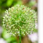 This Week at Phipps: June 30 – July 6