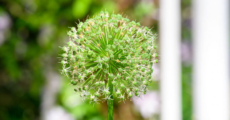 This Week at Phipps: June 30 – July 6 This Week at Phipps: June 30 – July 6