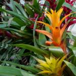 This Week at Phipps: June 8 – 14