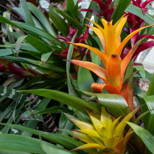 This Week at Phipps: June 8 – 14