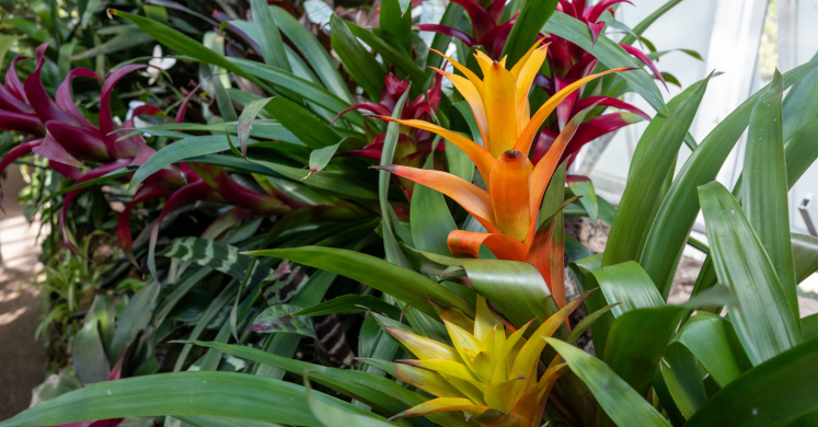 This Week at Phipps: June 8 – 14