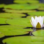 This Week at Phipps: June 9 – 15