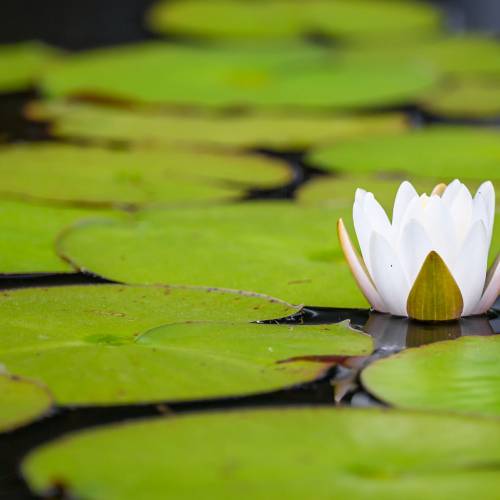 This Week at Phipps: June 9 – 15