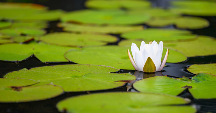 This Week at Phipps: June 9 – 15