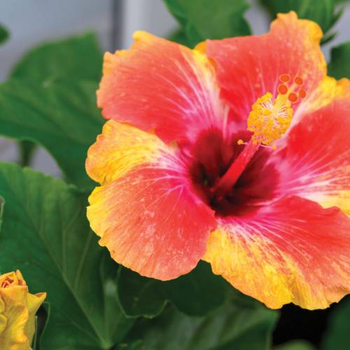 This Week at Phipps: July 1 – 7