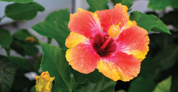 This Week at Phipps: July 1 – 7