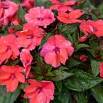 This Week at Phipps: July 13 – 19
