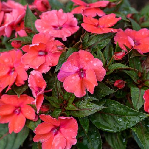 This Week at Phipps: July 13 – 19