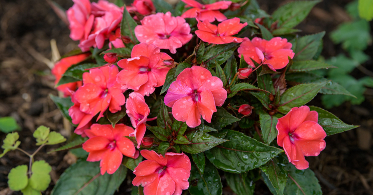 This Week at Phipps: July 13 – 19
