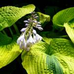 This Week at Phipps: July 14 – 20