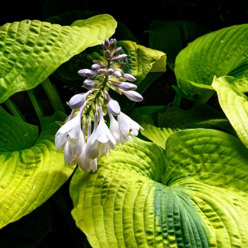 This Week at Phipps: July 14 – 20
