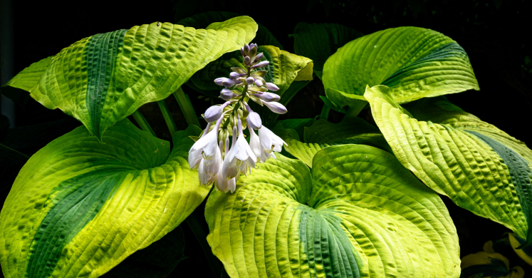 This Week at Phipps: July 14 – 20 This Week at Phipps: July 14 – 20