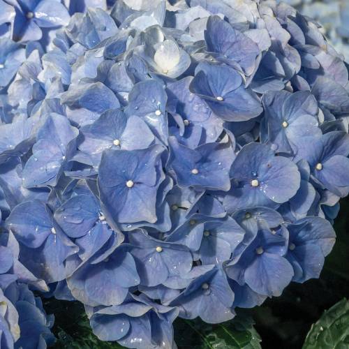 This Week at Phipps: July 15 – 21