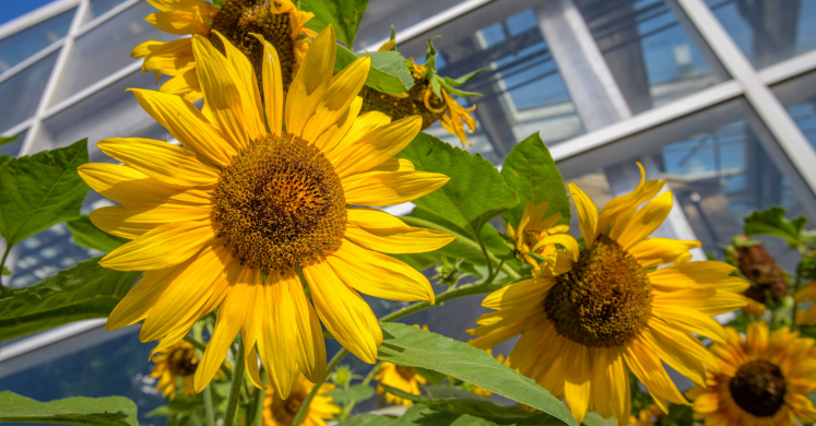 This Week at Phipps: July 20 – 26