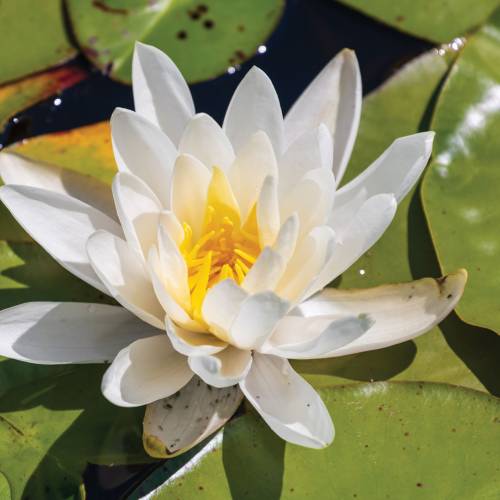 This Week at Phipps: July 22  – 28
