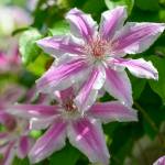 This Week at Phipps: July 28 – Aug. 3