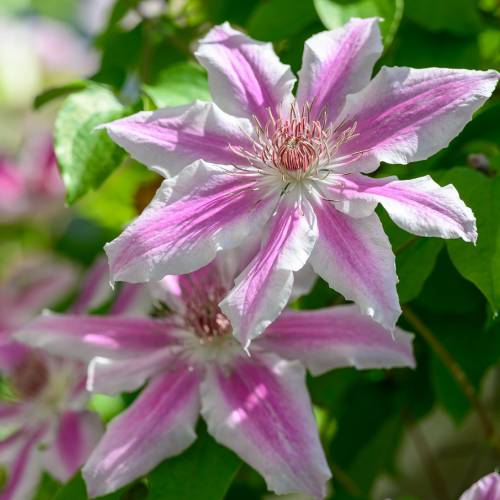 This Week at Phipps: July 28 – Aug. 3