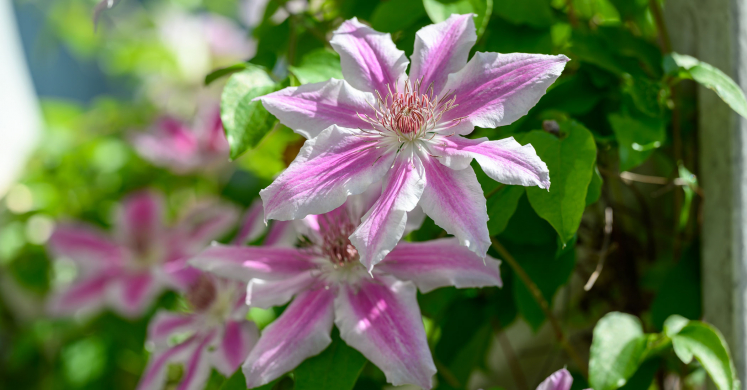 This Week at Phipps: July 28 – Aug. 3 This Week at Phipps: July 28 – Aug. 3