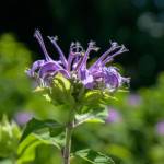 This Week at Phipps: July 6 – 12