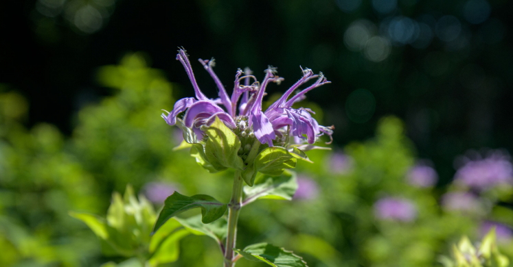 This Week at Phipps: July 6 – 12