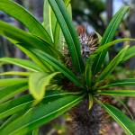 This Week at Phipps: July 7 – 13