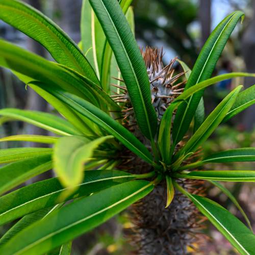This Week at Phipps: July 7 – 13