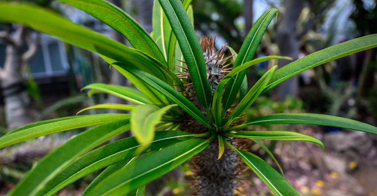 This Week at Phipps: July 7 – 13 This Week at Phipps: July 7 – 13