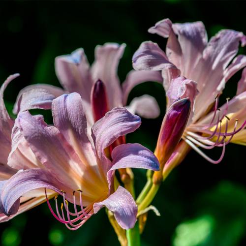 This Week at Phipps: Aug. 11 – 17
