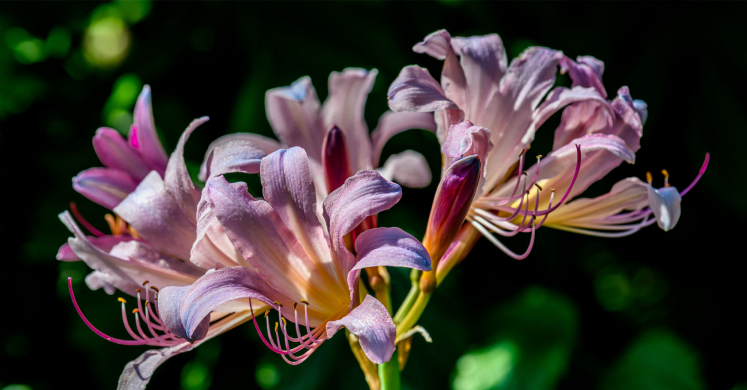 This Week at Phipps: Aug. 11 – 17 This Week at Phipps: Aug. 11 – 17