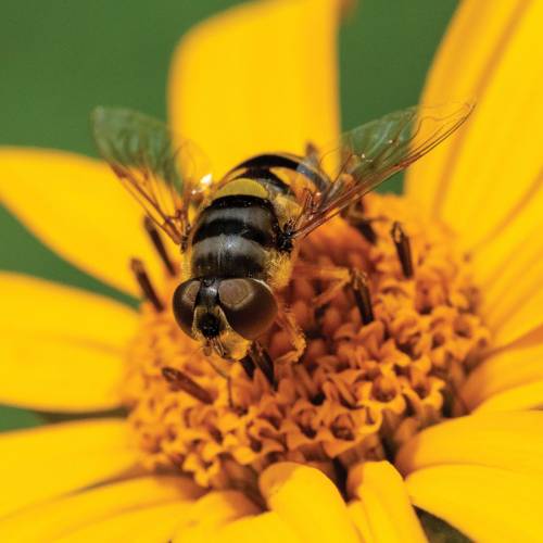 This Week at Phipps: Aug. 12 – 18