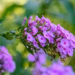 This Week at Phipps: Aug. 18 – 24