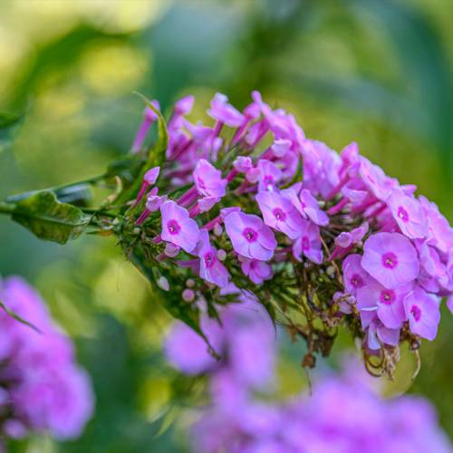 This Week at Phipps: Aug. 18 – 24
