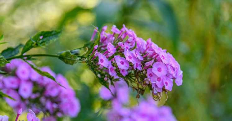 This Week at Phipps: Aug. 18 – 24