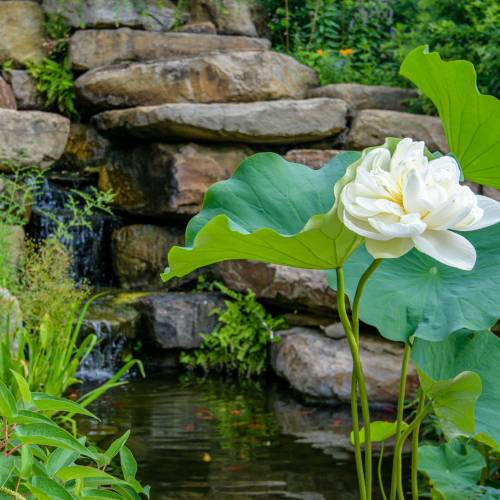 This Week at Phipps: Aug. 24 – 30