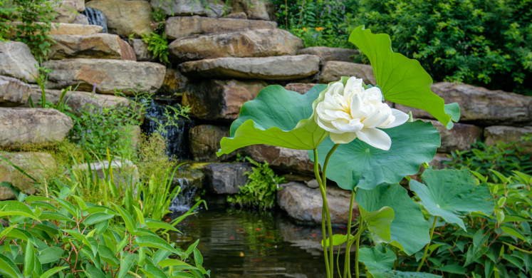 This Week at Phipps: Aug. 24 – 30