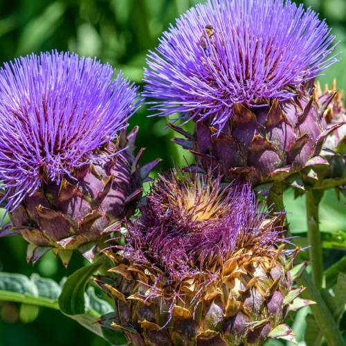 This Week at Phipps: Aug. 25 – 31