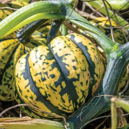 This Week at Phipps: Aug. 26 – Sept. 1