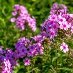 This Week at Phipps: Aug. 31 – Sept. 6