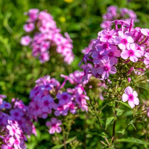 This Week at Phipps: Aug. 31 – Sept. 6